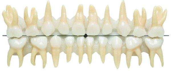 Anatomische Milchzähne 20 Zähne