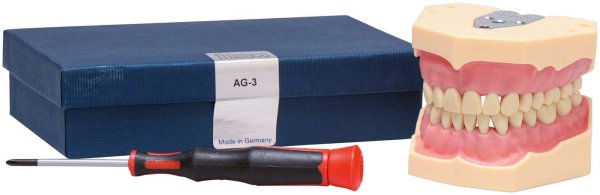Arbeitsmodell AG-3 UK teilbezahnt (8-7-5-4-3-2-1 | 1-2-3-4-5-7-8)