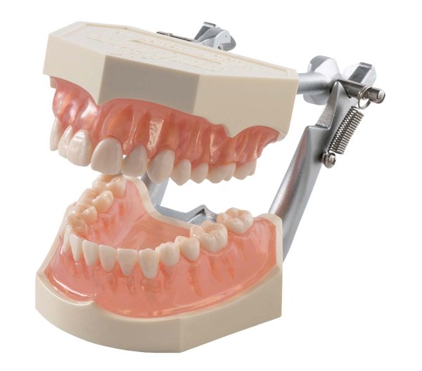 Funktionsmodell mit anatomischen Zähnen i21D-400C