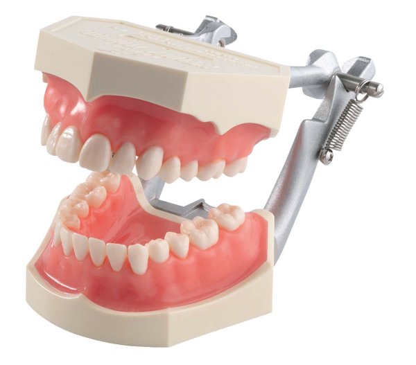 Funktionsmodell mit anatomischen Zähnen i2D-400C